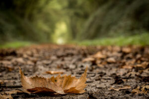 Prise de vue pour illustrer l'automne