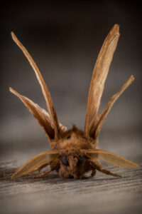 Focus stacking d'un papillon de nuit