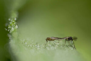 Macrophotographie réalisée par Baptiste Leroy