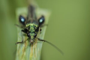 Macrophotographie réalisée par Baptiste Leroy