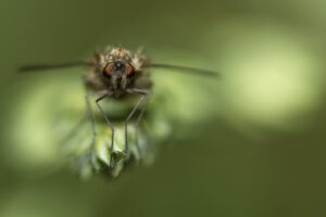 Macrophotographie d'une mouche réalisée par Baptiste Leroy