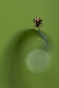 Macrophotographie d'une mouche réalisée par Baptiste Leroy