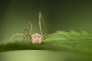 Macrophotographie réalisée par Baptiste Leroy