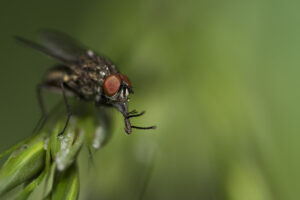 Macrophotographie d'une mouche réalisée par Baptiste Leroy