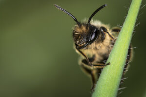 Macrophotographie d'abeille réalisée par Baptiste Leroy