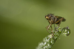 Macrophotographie d'une mouche réalisée par Baptiste Leroy