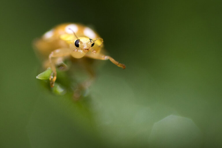 Macrophotographie d'une coccinelle réalisée par Baptiste Leroy