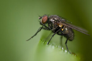 Macrophotographie d'une mouche réalisée par Baptiste Leroy