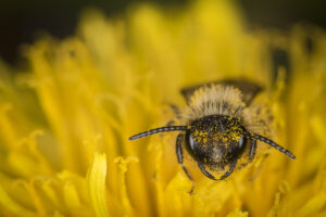 Macrophotographie d'abeille réalisée par Baptiste Leroy