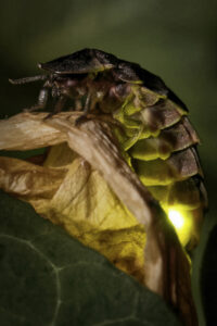 Macrophotographie d'un ver luisant réalisée par Baptiste Leroy