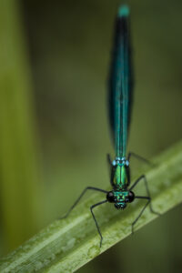 Macrophotographie d'une demoiselle réalisée par Baptiste Leroy