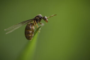 Macrophotographie d'une fourmi réalisée par Baptiste Leroy