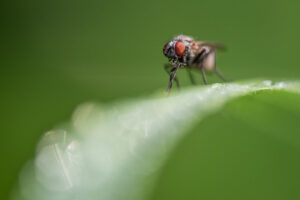 Macrophotographie d'une mouche réalisée par Baptiste Leroy