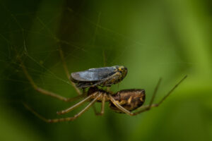 Macrophotographie réalisée par Baptiste Leroy