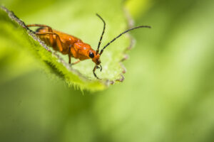 Macrophotographie réalisée par Baptiste Leroy