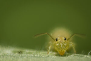 Macrophotographie d'une collembole réalisée par Baptiste Leroy