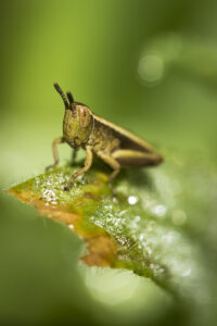 Macrophotographie d'un criquet réalisée par Baptiste Leroy