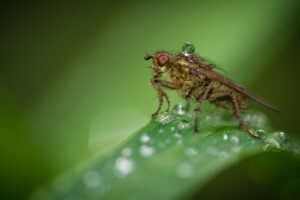 Macrophotographie d'une mouche réalisée par Baptiste Leroy