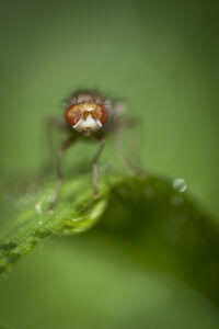 Macrophotographie d'une mouche réalisée par Baptiste Leroy