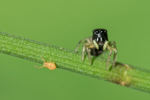 Macrophotographie d'une araignée sauteuse en chasse réalisée par Baptiste Leroy