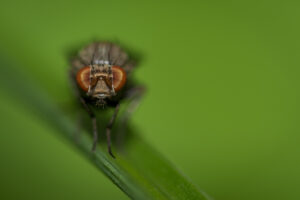 Macrophotographie d'une mouche réalisée par Baptiste Leroy
