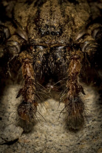 Macrophotographie d'une tégénaire réalisée par Baptiste Leroy