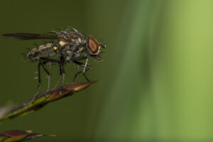 Macrophotographie d'une mouche réalisée par Baptiste Leroy