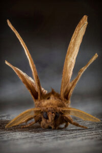 Focus stacking d'un papillon de nuit réalisé par Baptiste Leroy